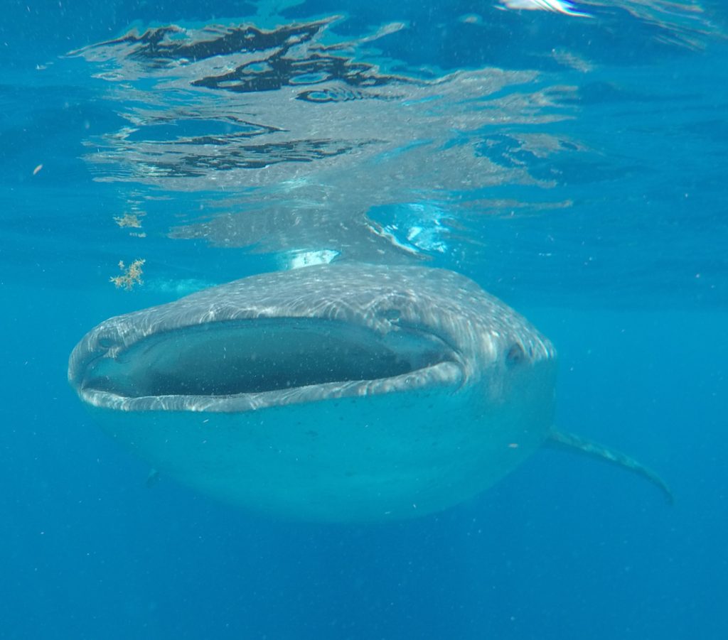 Whaleshark in Mexico