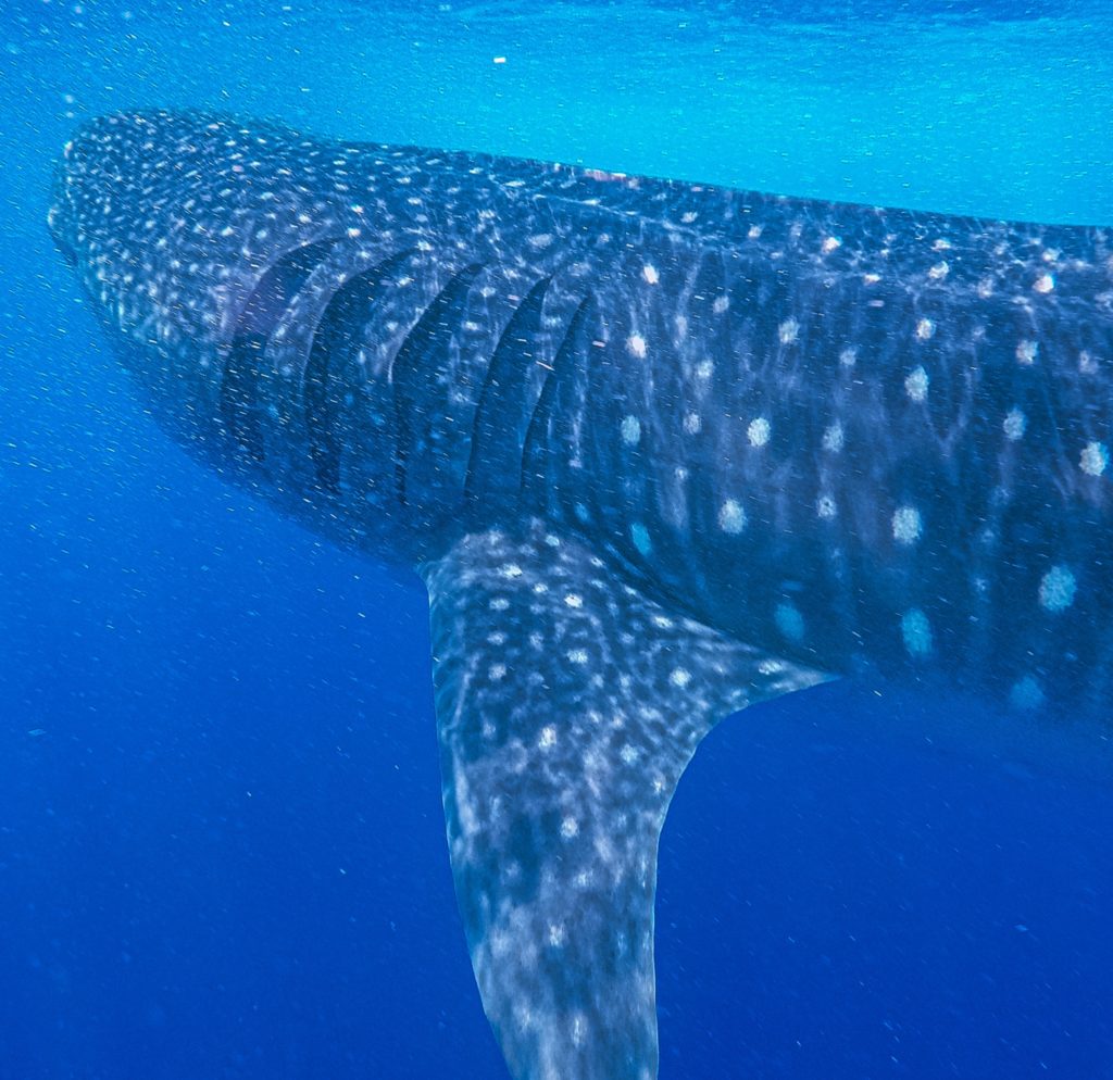 Whaleshark in Mexico