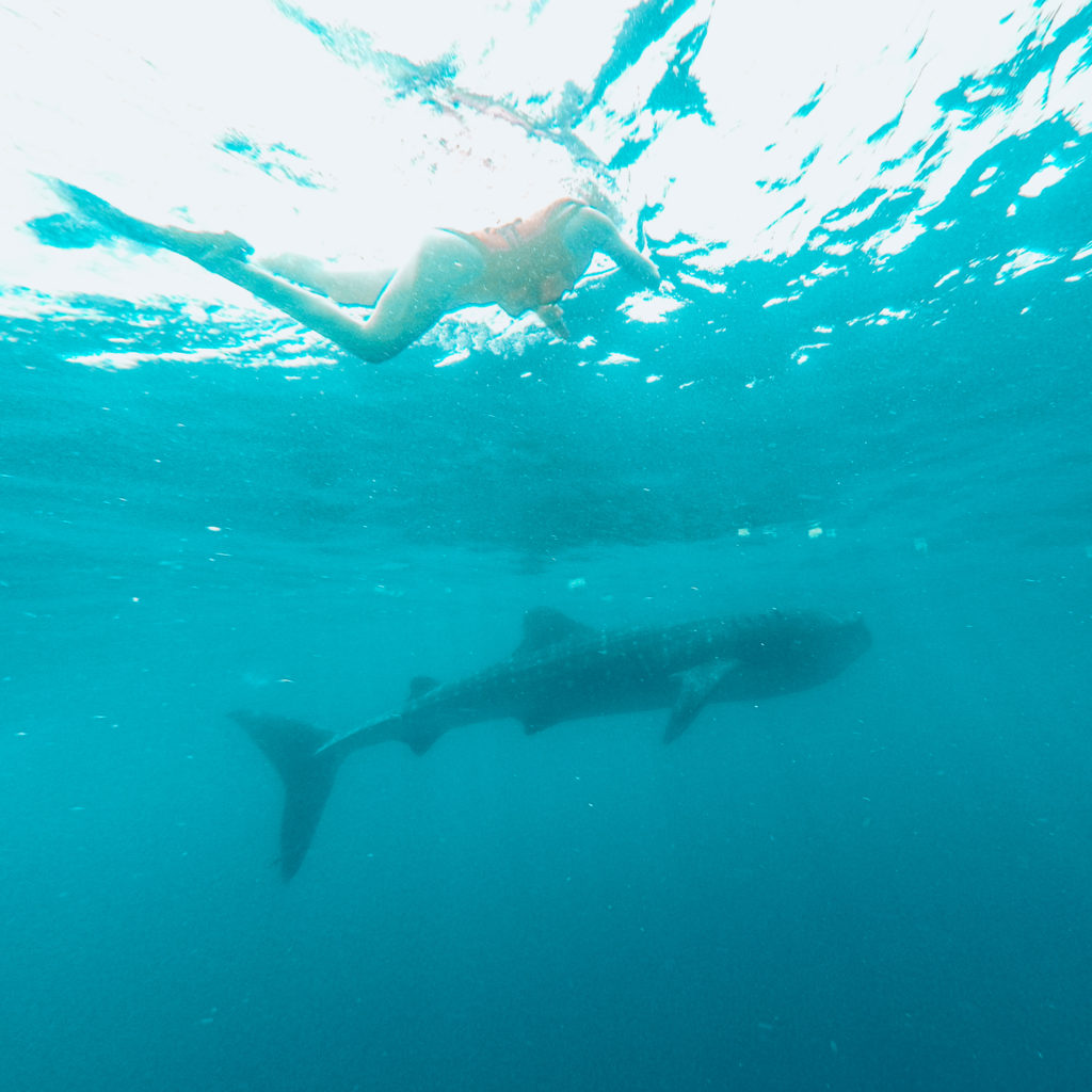 Swimming with whalesharks in Mexico
