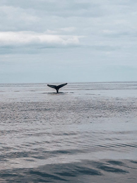 whale watching canada