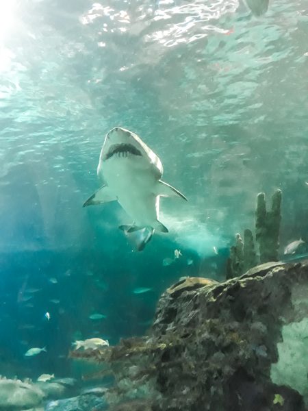Ripley’s Aquarium shark toronto