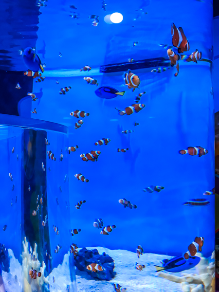 Ripley’s Aquarium