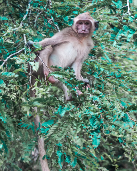 thailand monkeys thailand bucket list