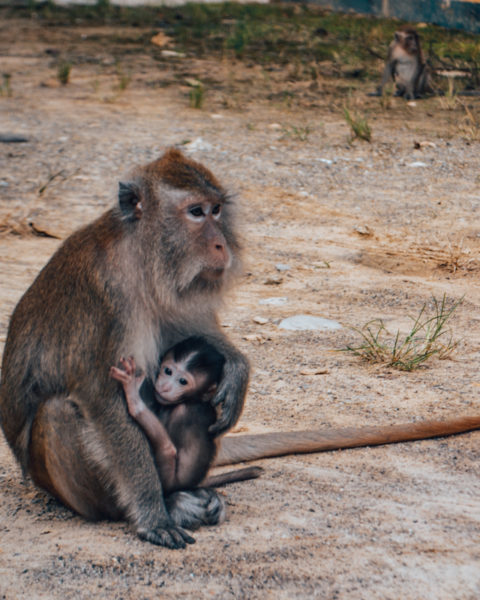 thailand monkey temple thailand bucket list experience