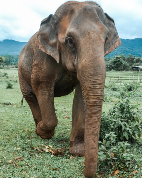 Elephant Sanctuary thailand