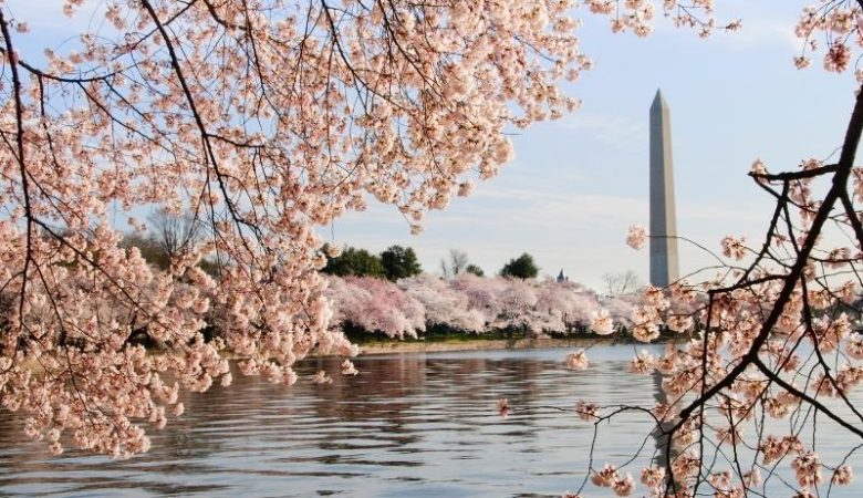 Cherry Blossom season has arrived in D.C. Here's how to plan accordingly. -  The Washington Post