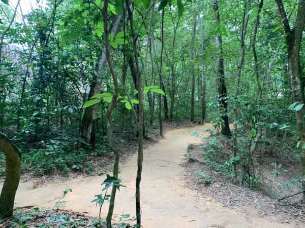 cu chi jungle vietnam