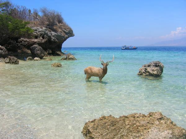 Menjangan Island bali