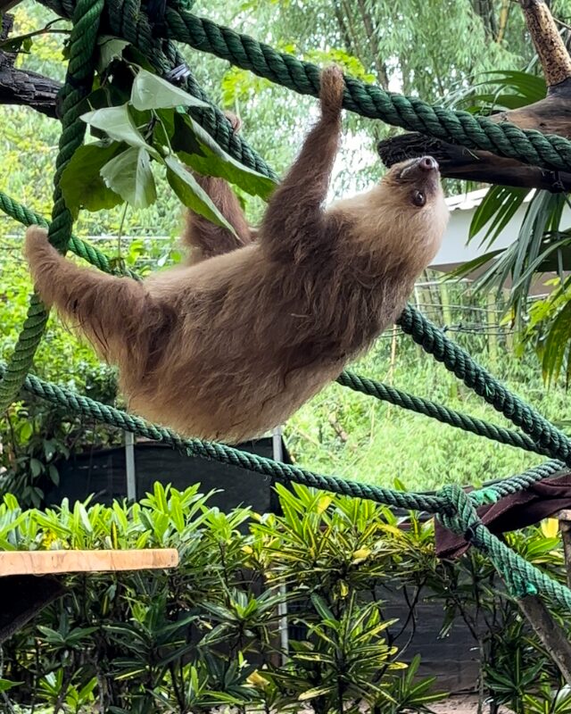 sloth jaguar rescue center puerto viejo