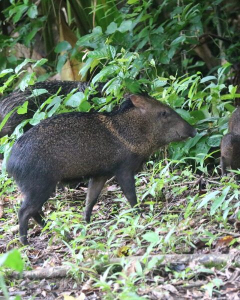 taipir in corcovado national park