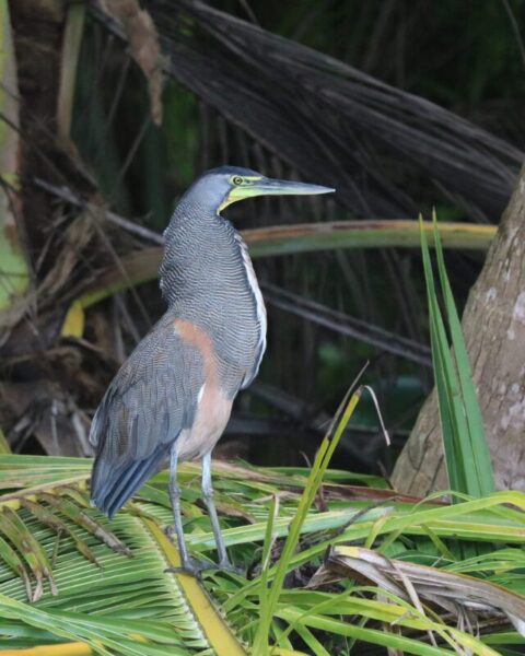 a visit to corcovade national park 3 week costa rica itinerary