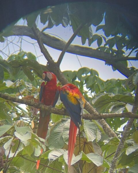 red aras in costa rica