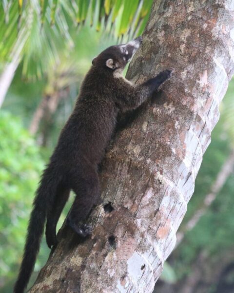 corcovado national park