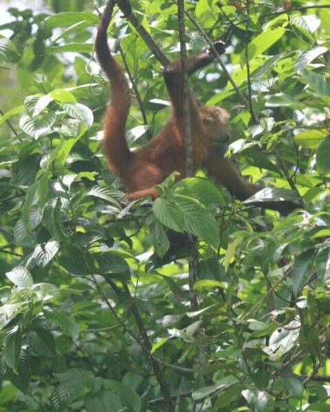 monkey in corcovado national park costa rica