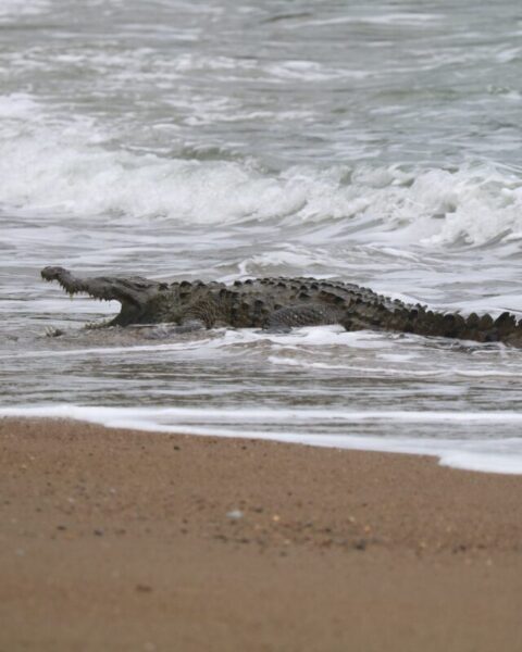 crocodile on the beach in corcovado national park