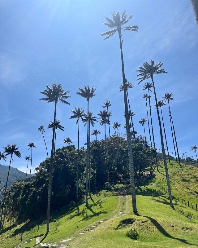 wax palms in cocora valley colombia