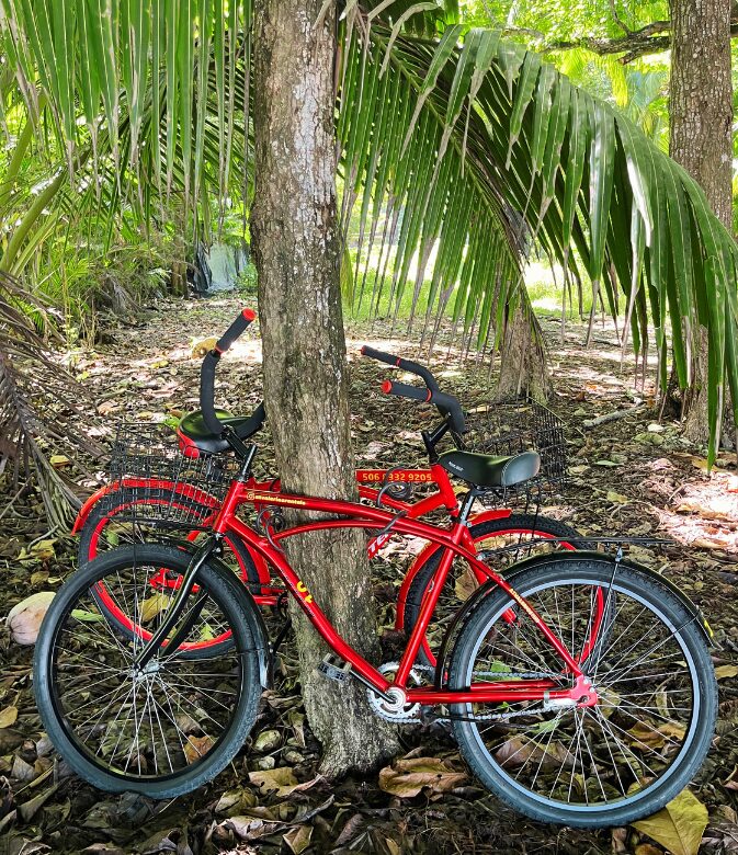 bike rental santa teresa