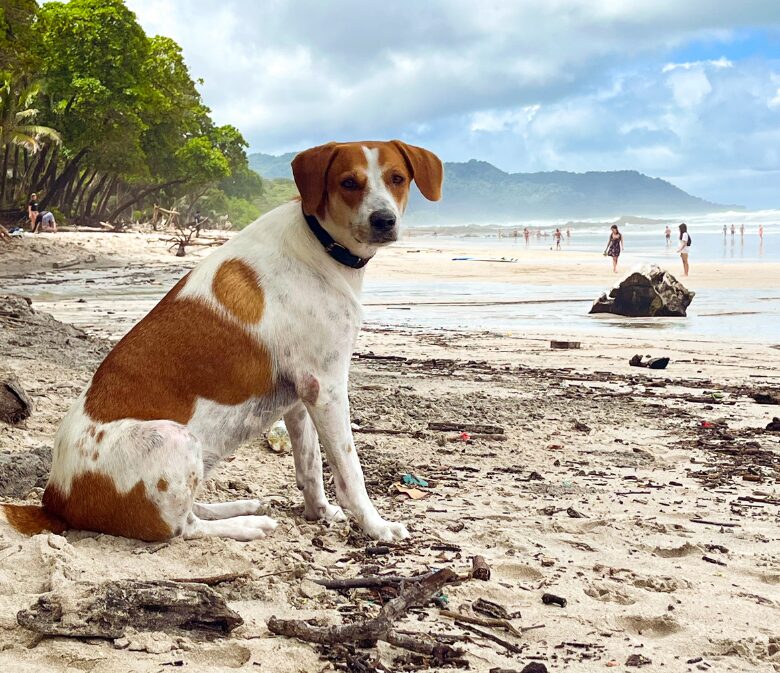 pet sitting is one of the ways how to make money living on the road