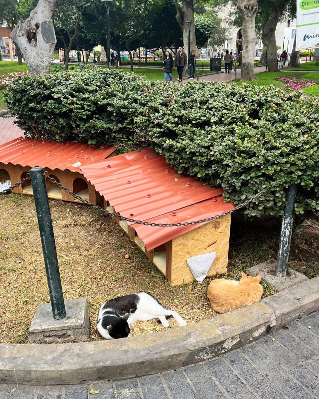 cats in kennedy park lima