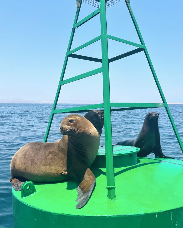 sea lions in peru