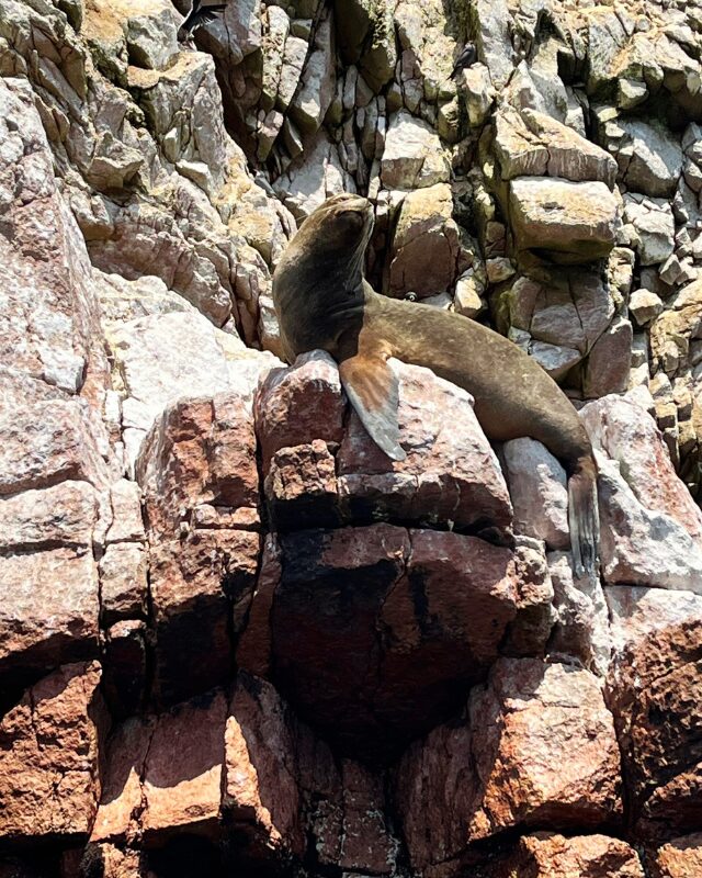 sea lion ballestas islands paracas peru