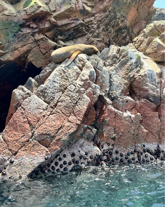 ballestas islands peru