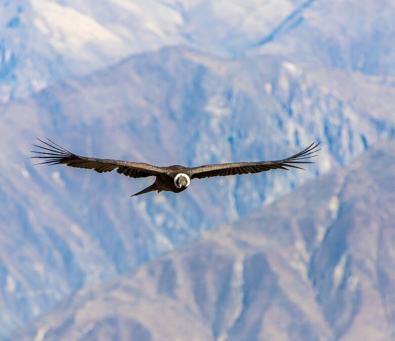condor in colca canyon peru bucket list