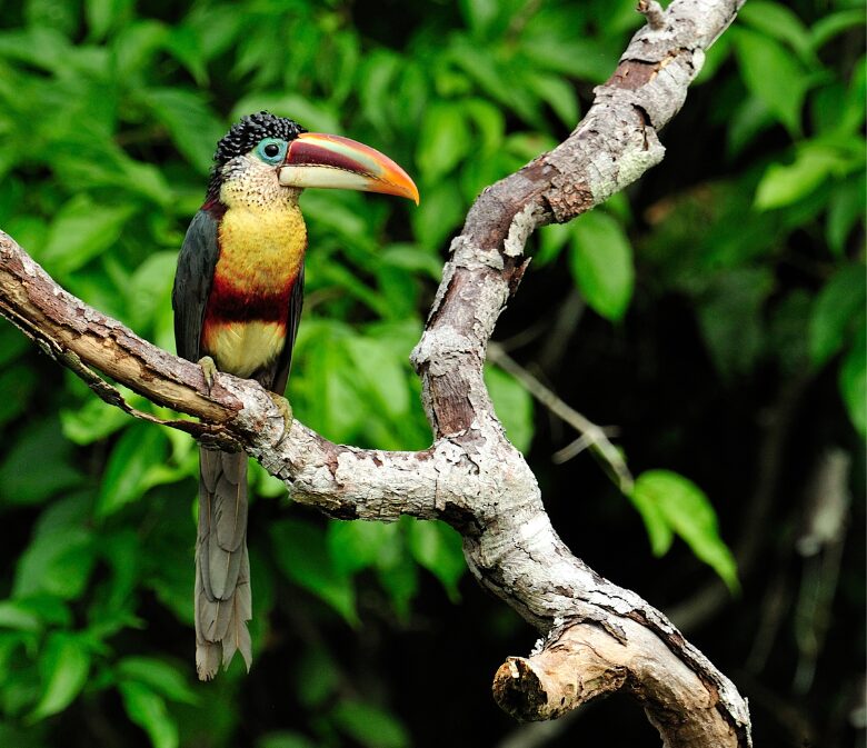amazon rainforest peru bucket list