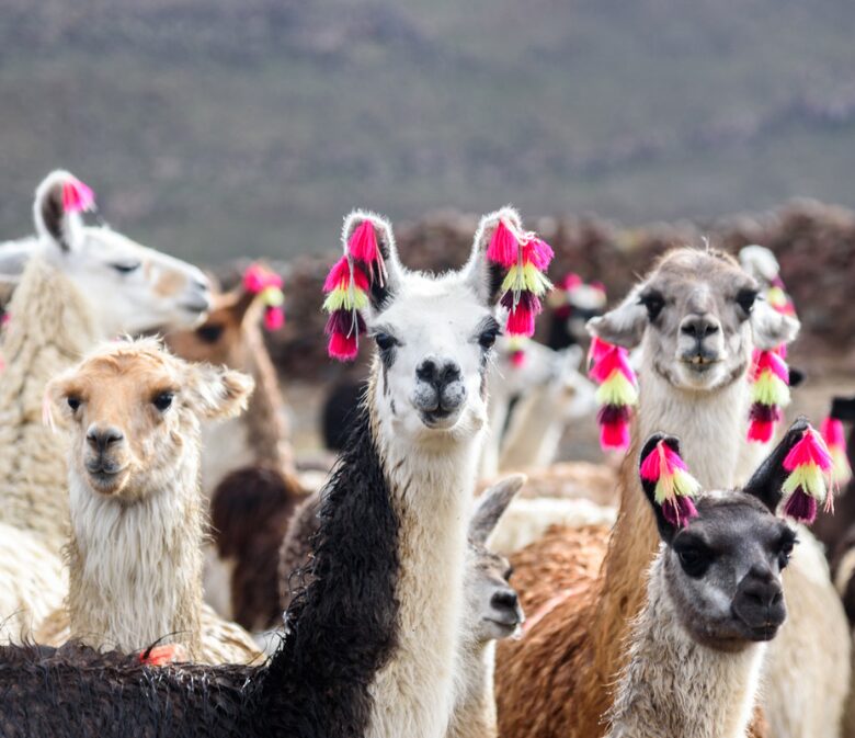 taking a photo with a llama should be on your peru bucket list
