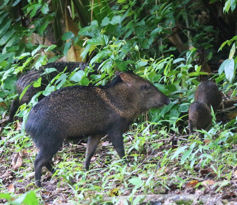 tapir in corcovado national park