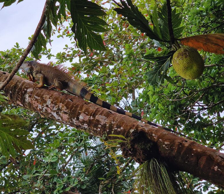 tortuguero national park