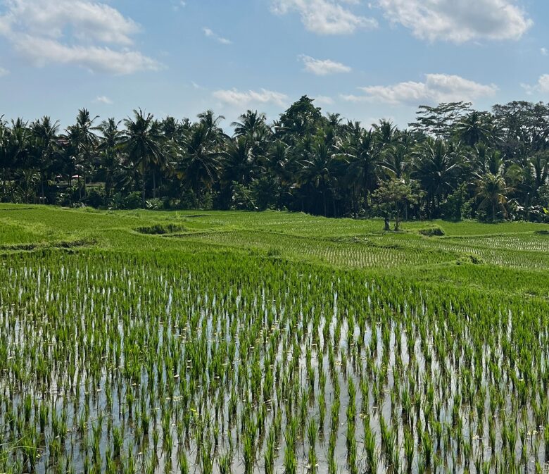 Campuhan Ridge bali indonesia