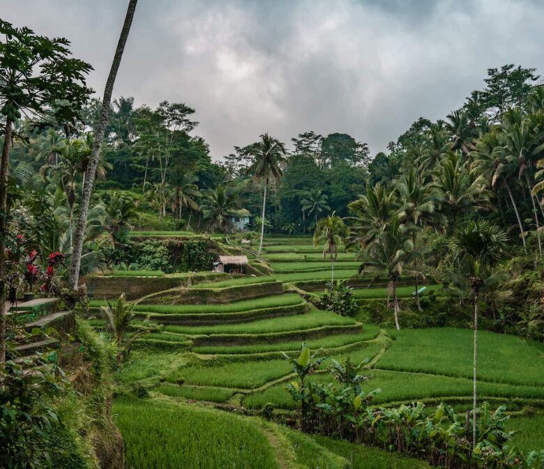 5 day bali itinerary Ubud Outskirts, Tegalalang Rice Fields by WhereToStayBali