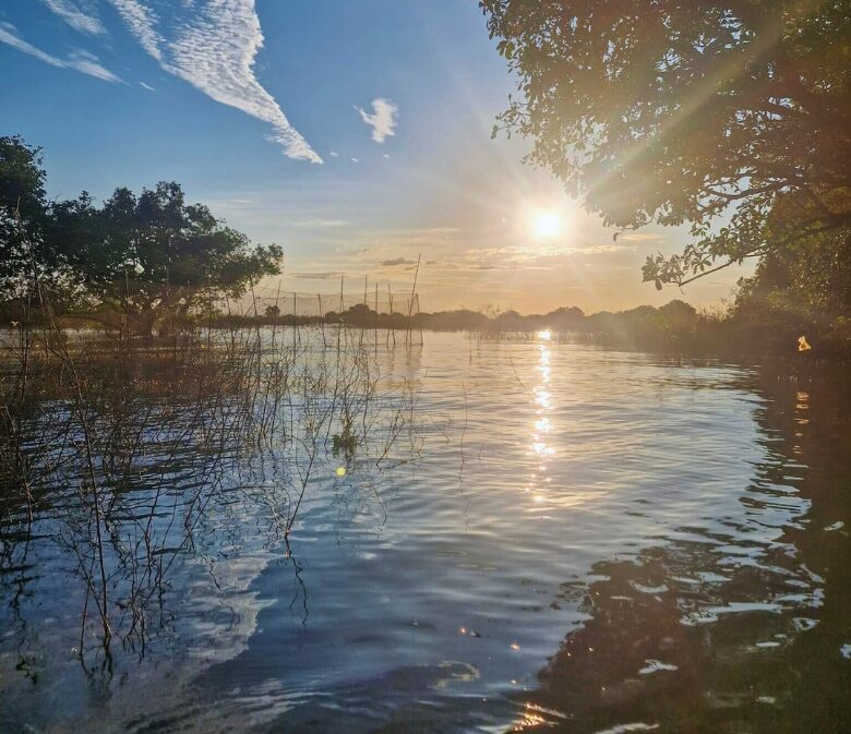 Sunset in the mangrove forest on Tonle Sap Lake