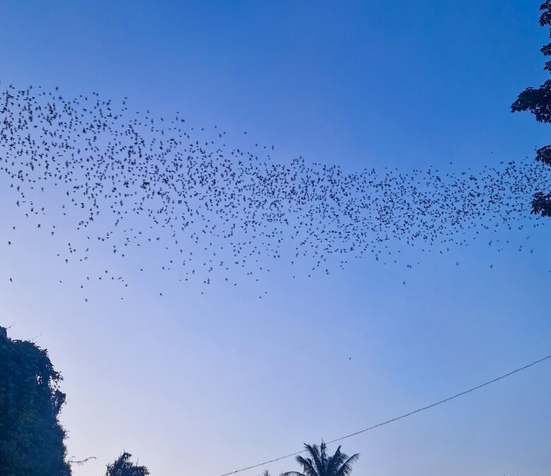 Some of the six million bats flying through the Cambodian sky