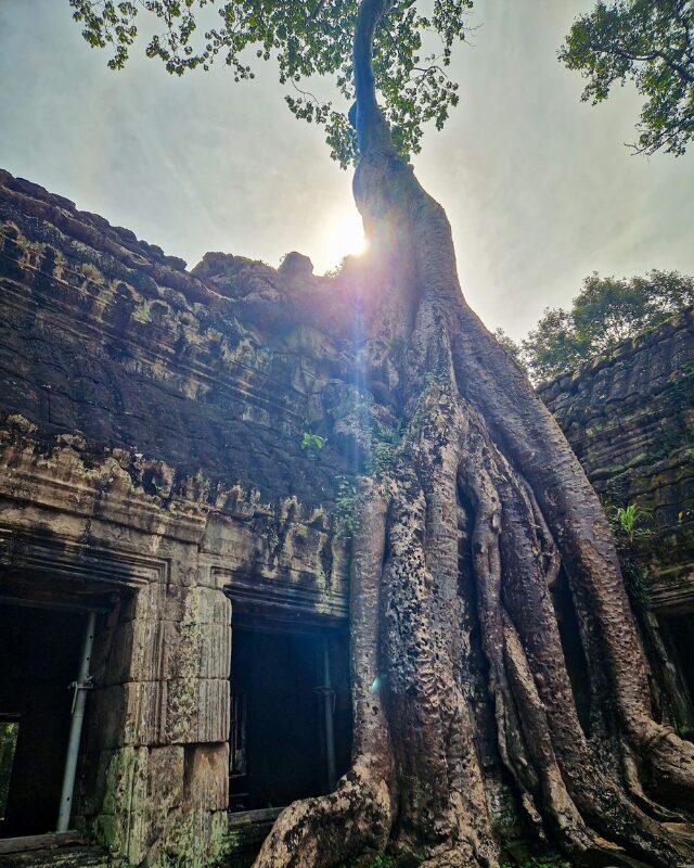 angkor wat tree