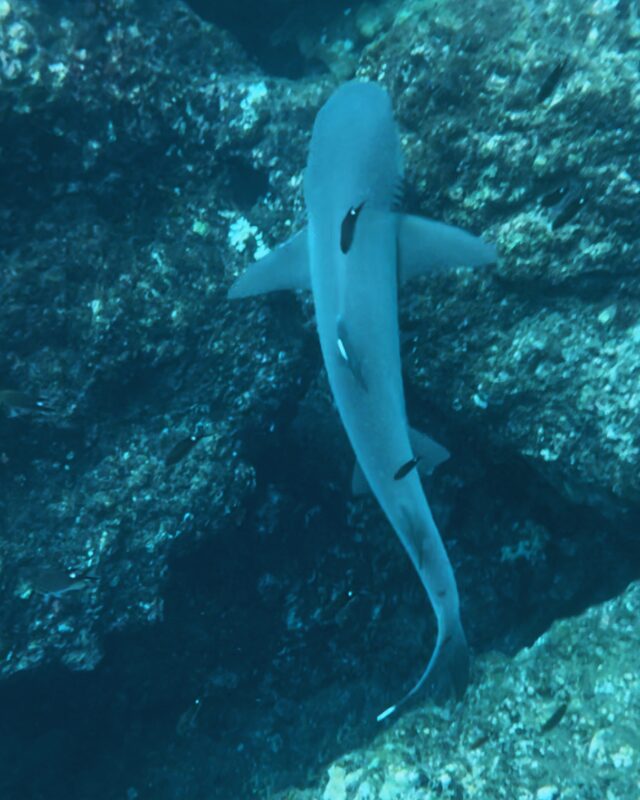 shark isla coiba tour