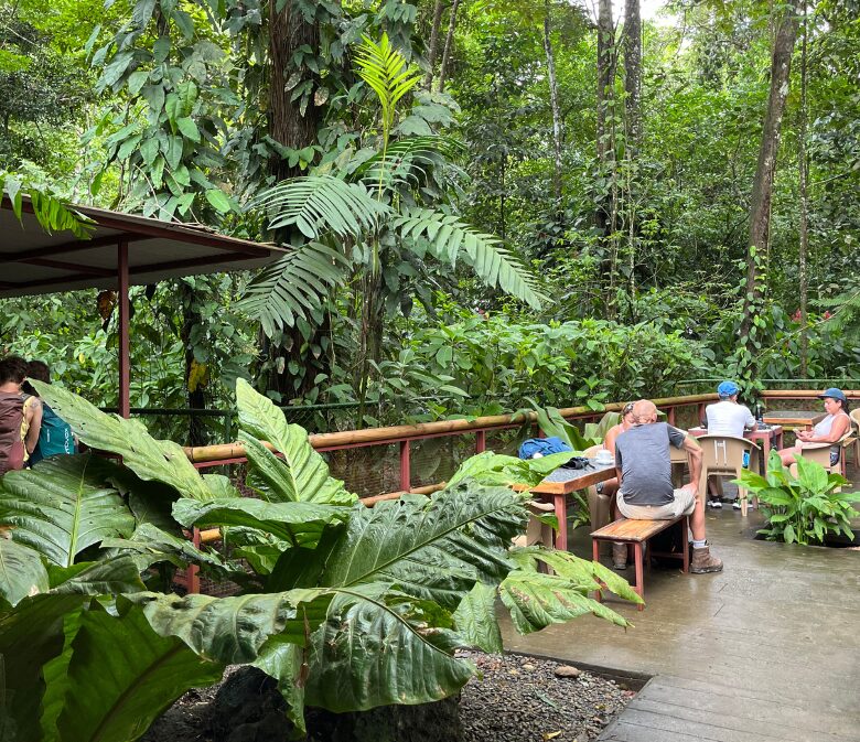 visiting the jaguar rescue center in costa rica