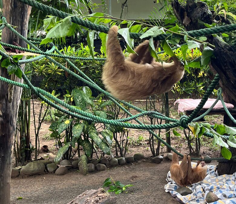 sloths in jaguar rescue center costa rica