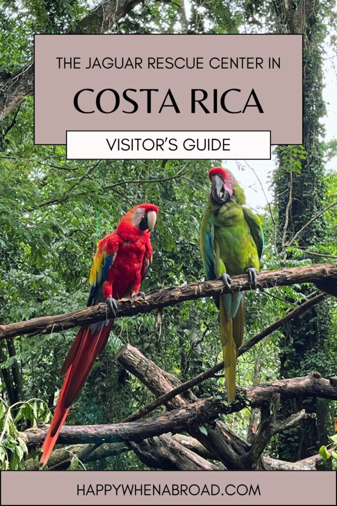a guide to visiting jaguar rescue center in costa rica