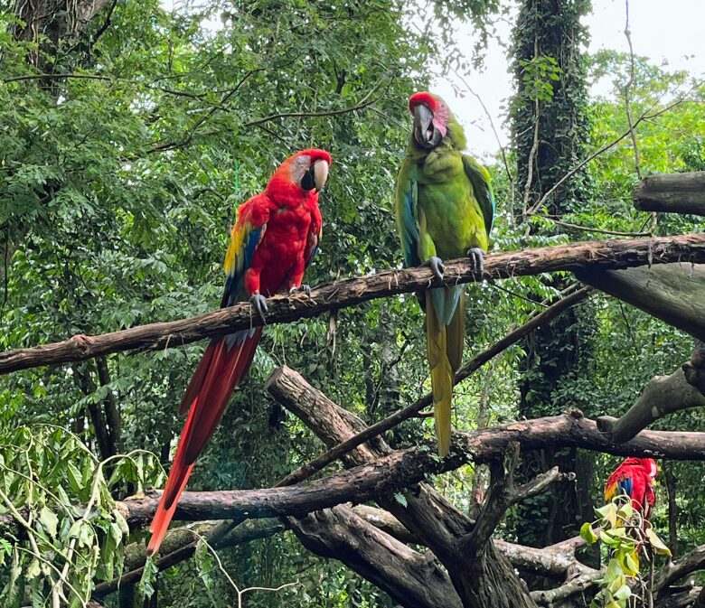 visiting jaguar rescue center