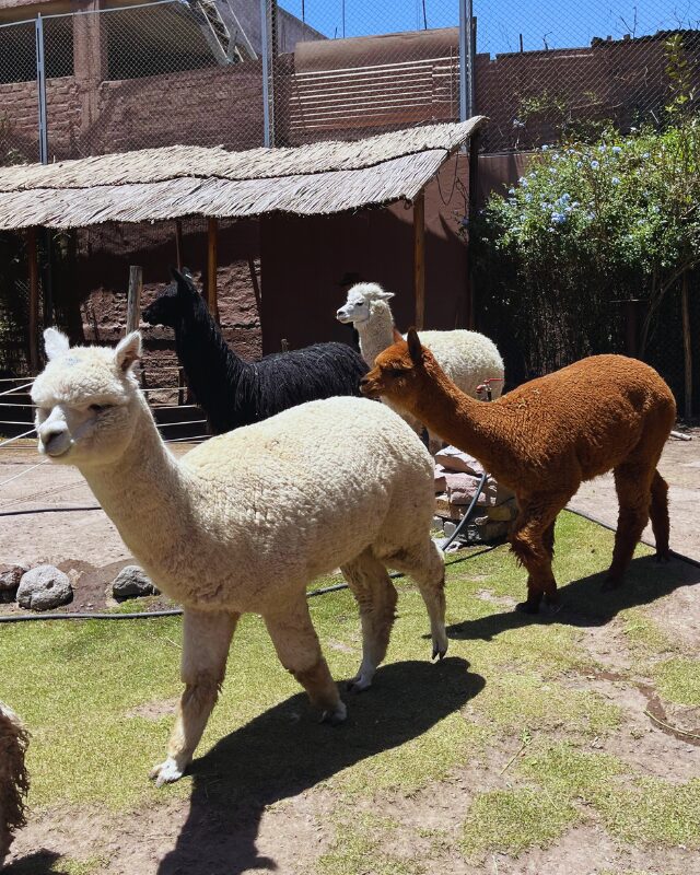 mundo alpaca arequipa