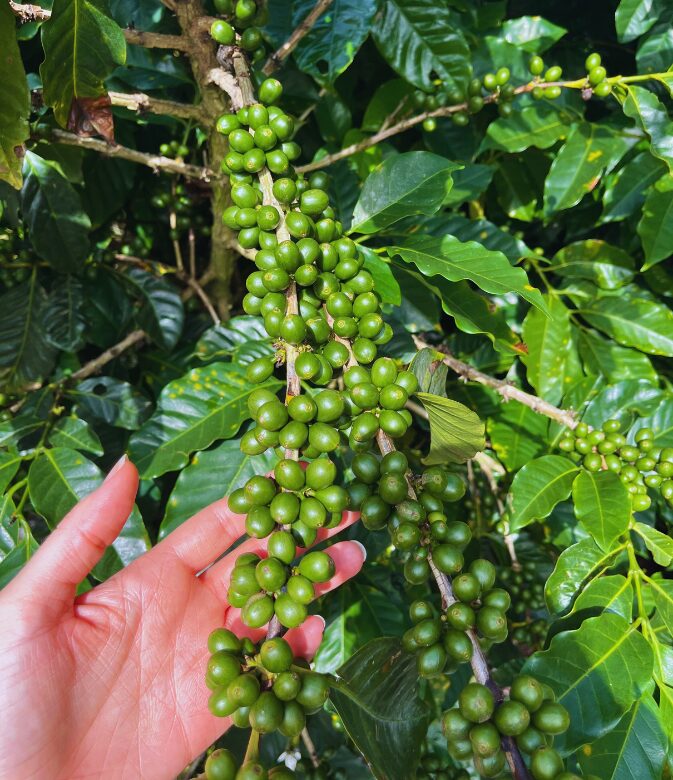 coffee plantation in panama - must do on your 7-day panama itinerary