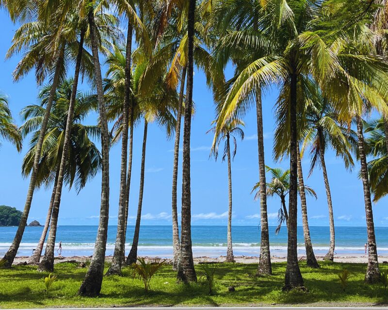 palm trees on the pacific coast