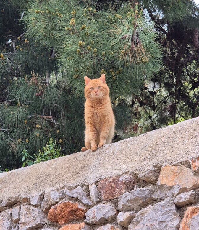 street cats in greece